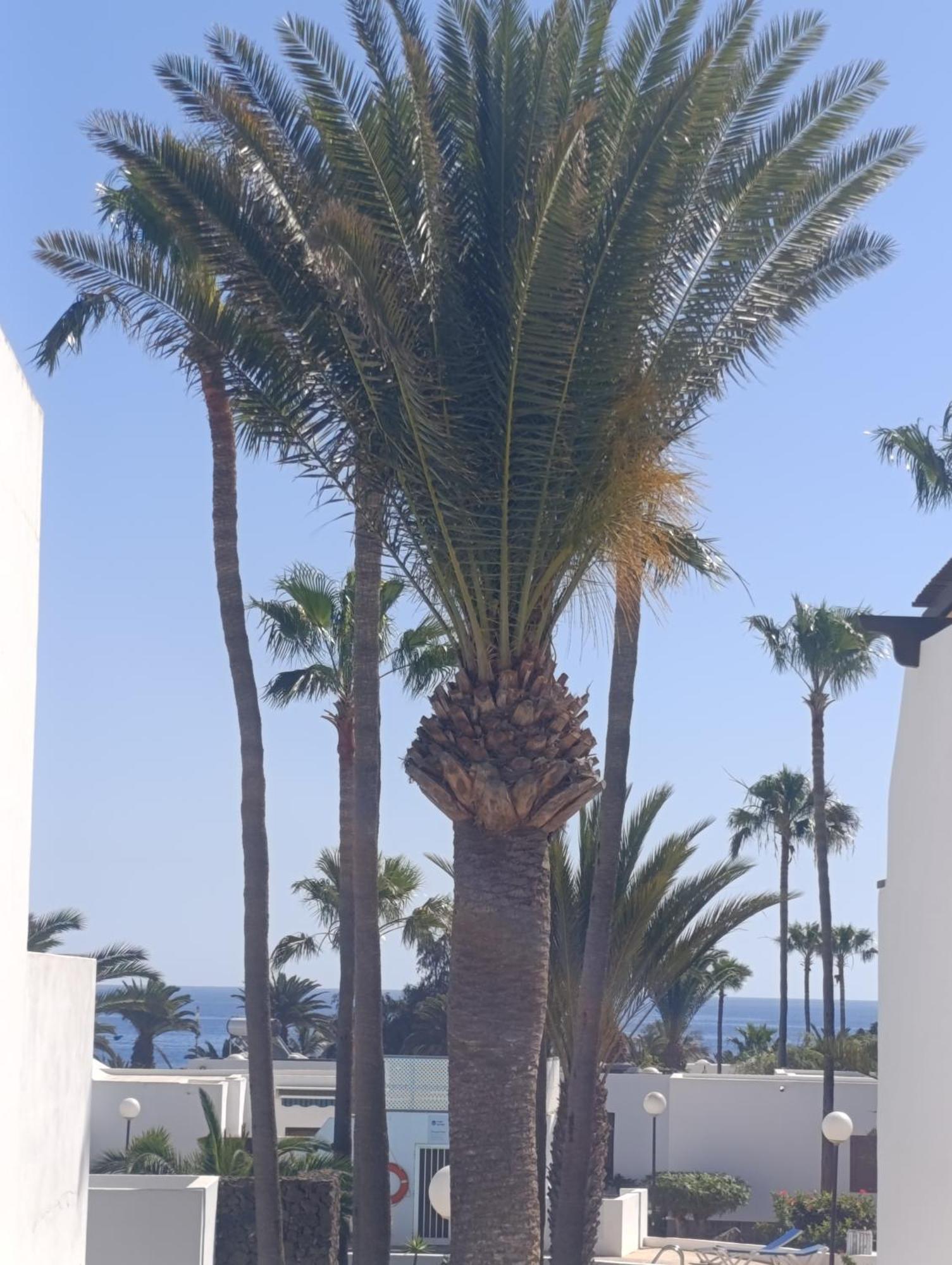 Blue Ocean Apartment Costa Teguise Luaran gambar